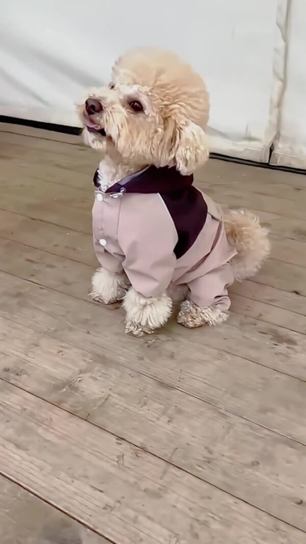 Dual-use Four-legged Pet raincoat