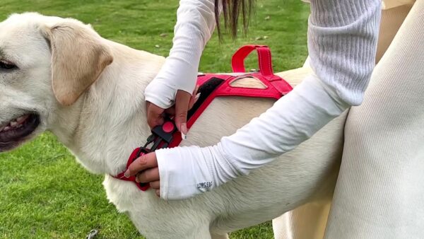 T9 Saddle breast back