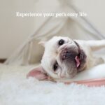 Rectangular Long - Pile Pet Blanket