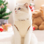 Cute - style Fleece Coat Winter & Christmas
