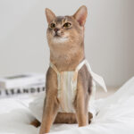 Striped Lady Bow Strap Dress