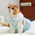 Princess-style Lace Trim Polka Dot Dress